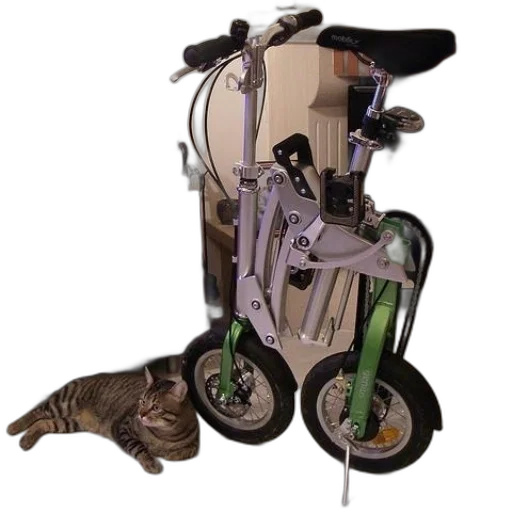 cat, laying, floor, next transparent PNG cut-out