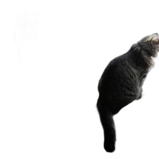 animal, staff, creature, hat transparent PNG cut-out