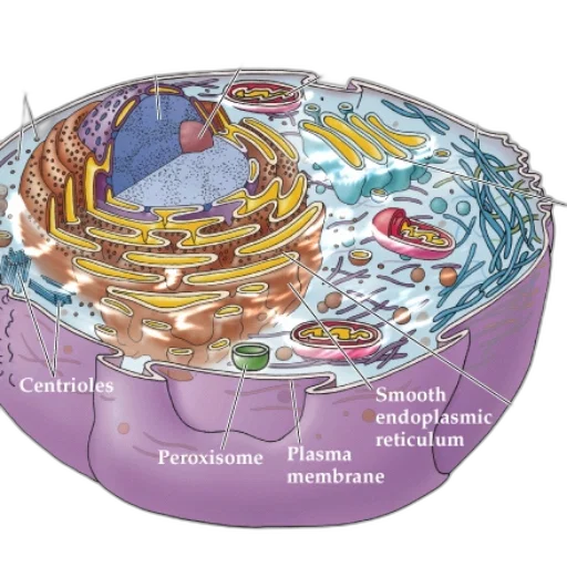 detailed, diagram, animal, cell transparent PNG cut-out