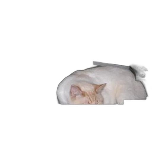 furniture, animal, hat, creature transparent PNG cut-out