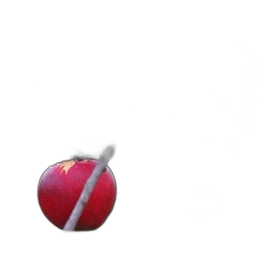 weapon, food, tree, sword transparent PNG cut-out