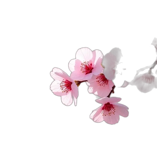 flower, jewelry, crown, staff transparent PNG cut-out