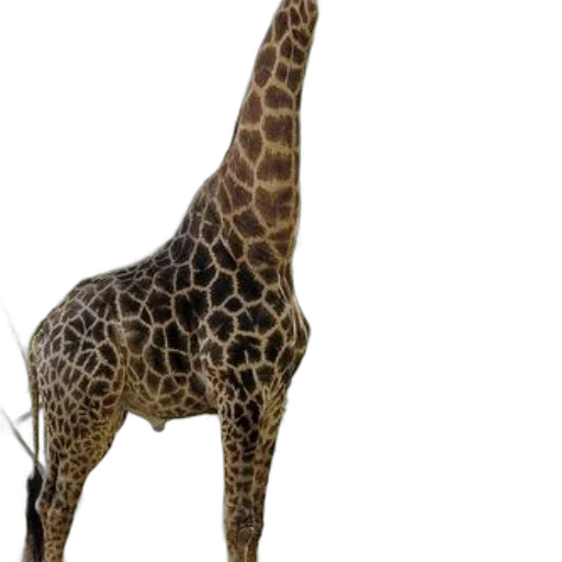 animal, creature, staff, umbrella transparent PNG cut-out