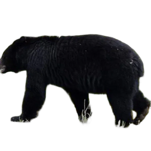 animal, creature, staff, hair transparent PNG cut-out