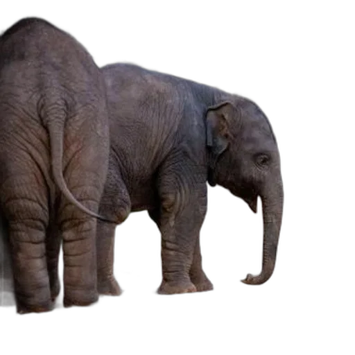 animal, creature, weapon, staff transparent PNG cut-out