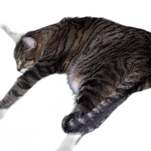 animal, staff, creature, weapon transparent PNG cut-out
