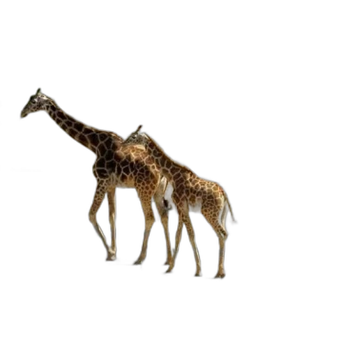 animal, creature, jewelry, crown transparent PNG cut-out