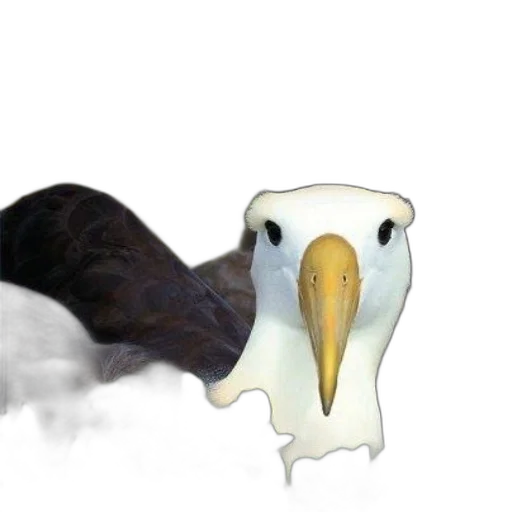 animal, mask, creature, face transparent PNG cut-out