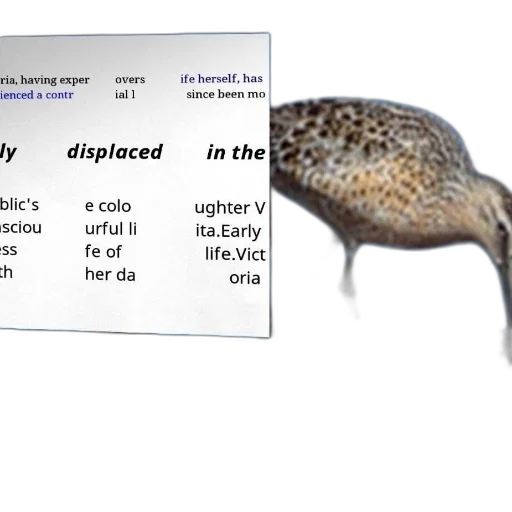animal, creature, bird, stands transparent PNG cut-out