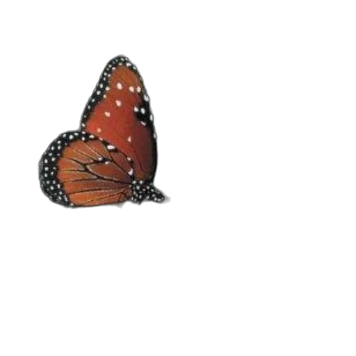 jewelry, animal, crown, creature transparent PNG cut-out