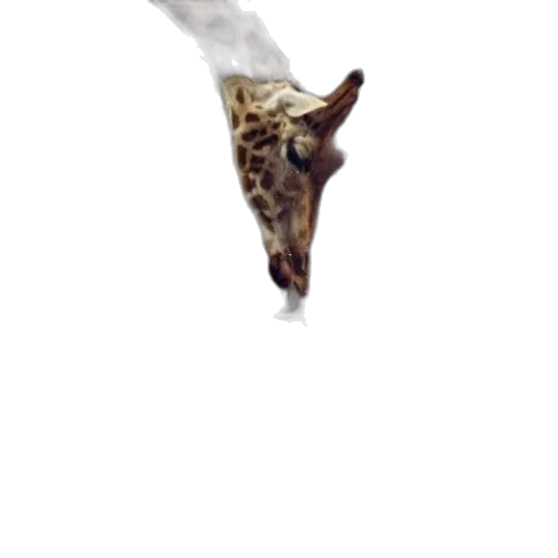 dragon, animal, umbrella, mask transparent PNG cut-out