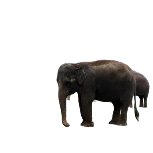 animal, creature, staff, hat transparent PNG cut-out