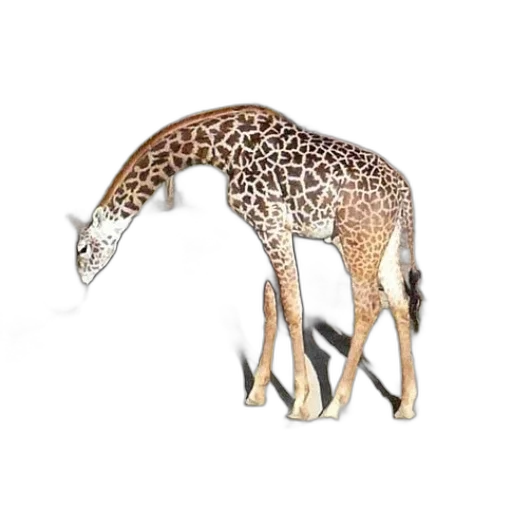animal, creature, staff, weapon transparent PNG cut-out