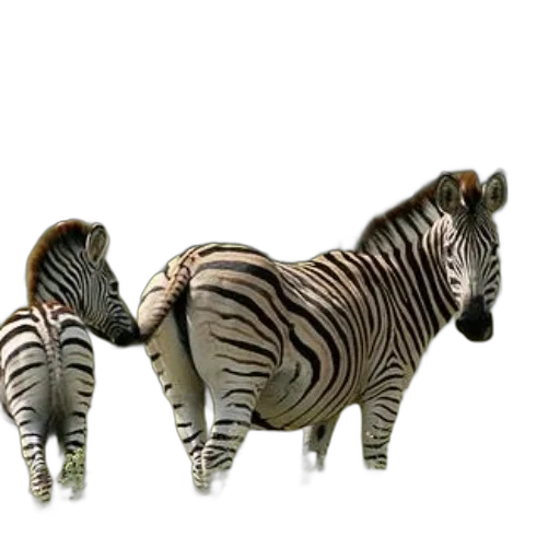 animal, furniture, creature, jewelry transparent PNG cut-out