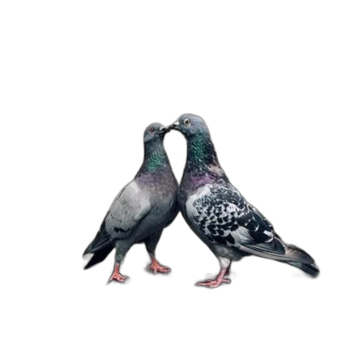 animal, shoes, umbrella, concept art transparent PNG cut-out