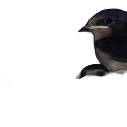 animal, creature, face, food transparent PNG cut-out