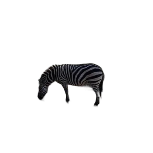 animal, creature, furniture, hair transparent PNG cut-out