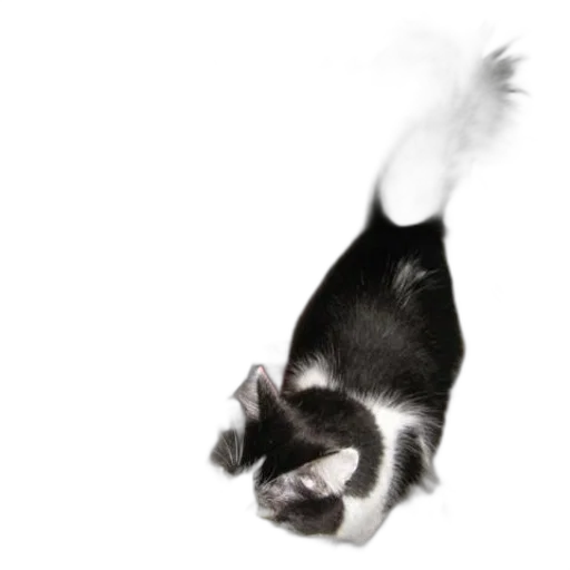 animal, creature, staff, dragon transparent PNG cut-out