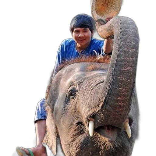 animal, creature, staff, weapon transparent PNG cut-out