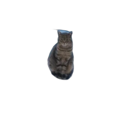 staff, bottle, animal, jewelry transparent PNG cut-out