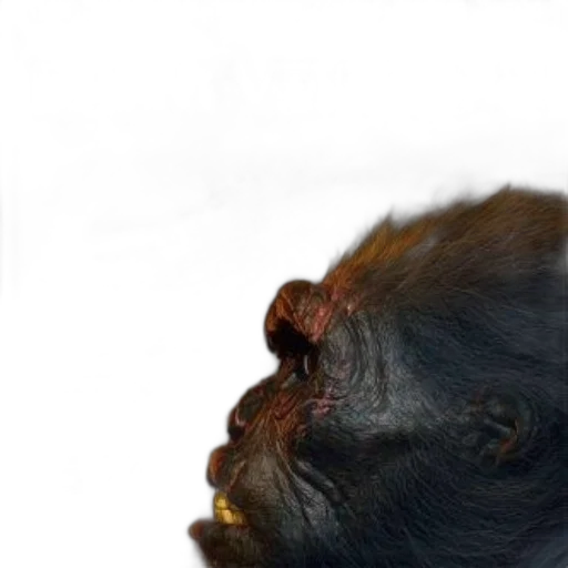 animal, face, creature, staff transparent PNG cut-out