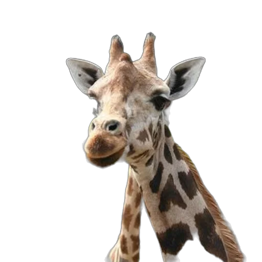animal, creature, staff, face transparent PNG cut-out