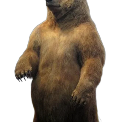 animal, creature, staff, face transparent PNG cut-out