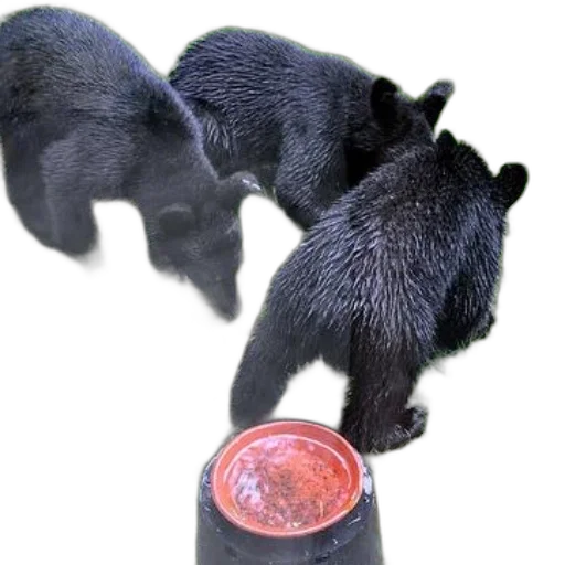 animal, food, creature, staff transparent PNG cut-out