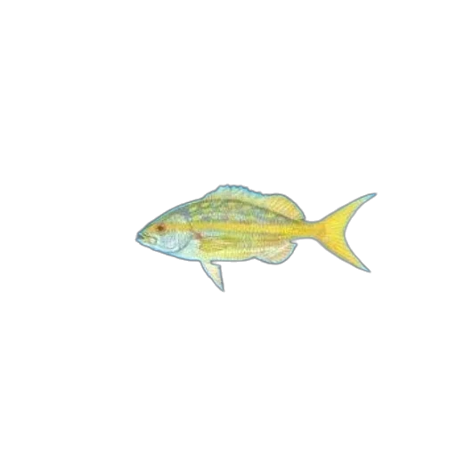animal, creature, staff, food transparent PNG cut-out