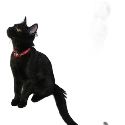 staff, animal, creature, dragon transparent PNG cut-out