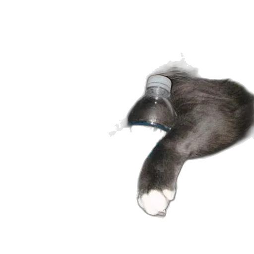 bottle, animal, robot, staff transparent PNG cut-out