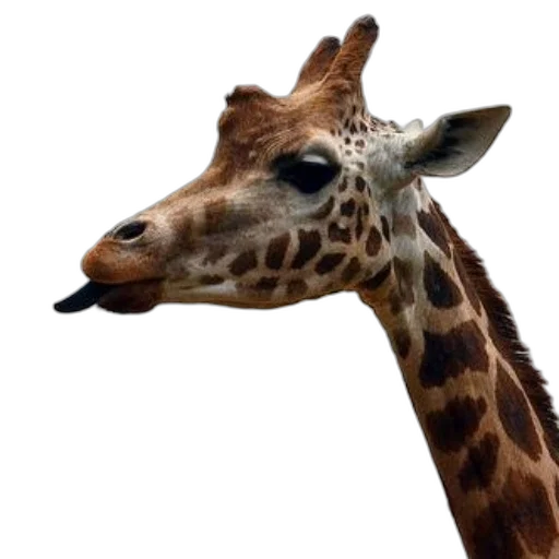 animal, creature, face, staff transparent PNG cut-out