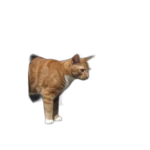 animal, creature, staff, weapon transparent PNG cut-out