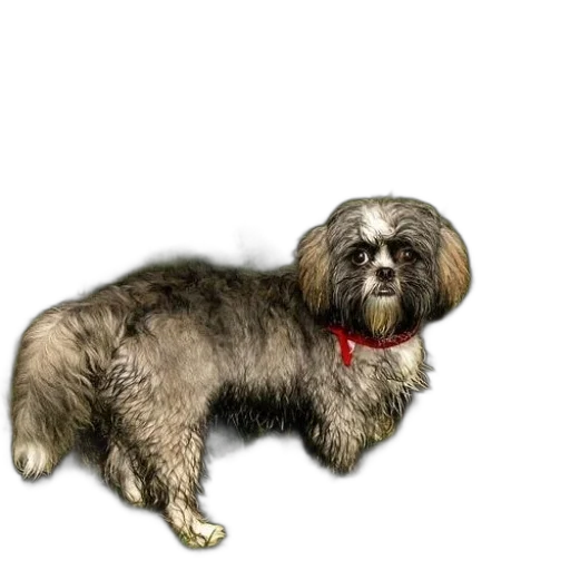 animal, staff, creature, hair transparent PNG cut-out
