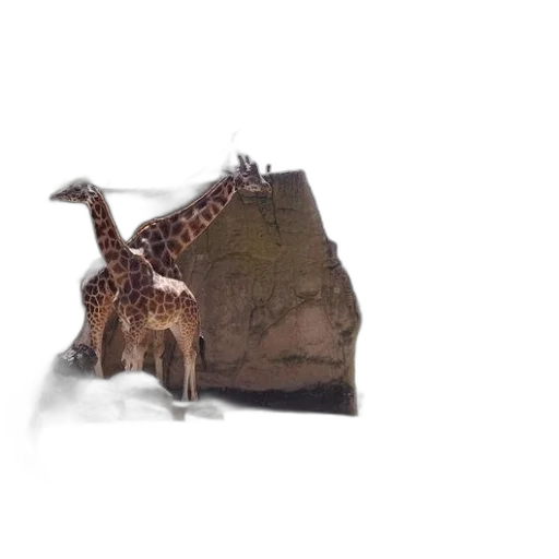animal, dragon, creature, hat transparent PNG cut-out