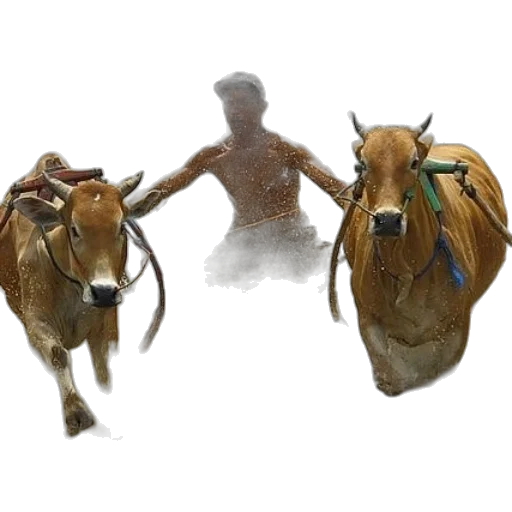 animal, mask, jewelry, creature transparent PNG cut-out