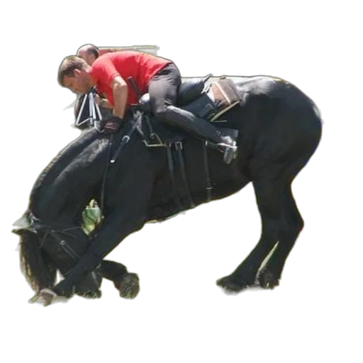 animal, creature, staff, photorealistic transparent PNG cut-out
