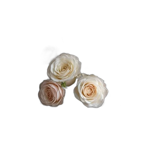 jewelry, flower, crown, food transparent PNG cut-out