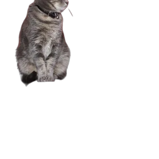 animal, creature, staff, hat transparent PNG cut-out
