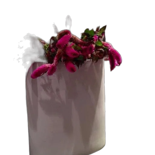 flower, food, bottle, crown transparent PNG cut-out