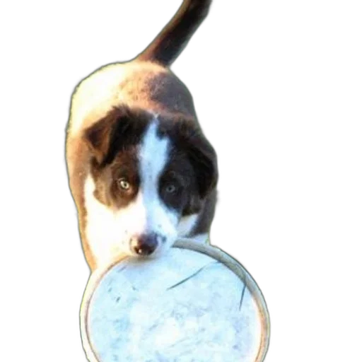 staff, animal, face, food transparent PNG cut-out