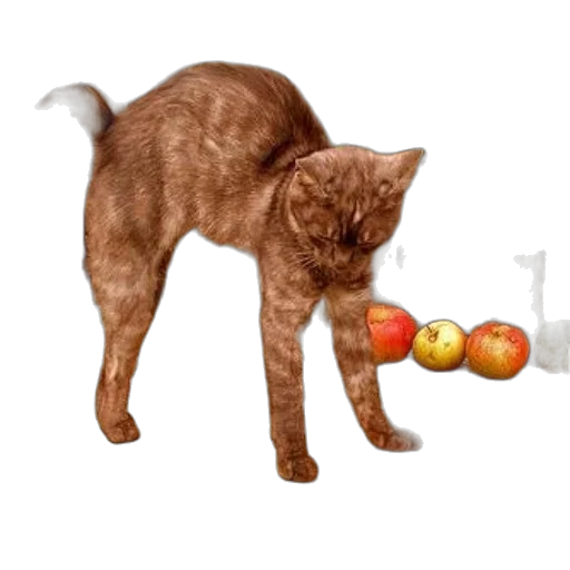 animal, food, staff, weapon transparent PNG cut-out