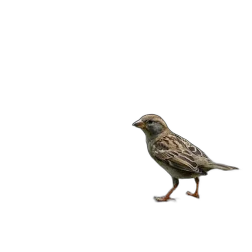 animal, creature, shoes, dress transparent PNG cut-out