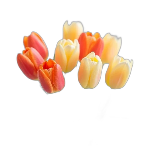 crown, jewelry, flower, food transparent PNG cut-out