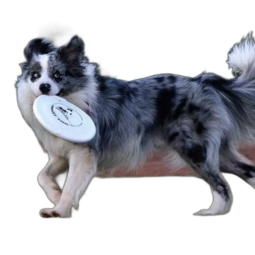 animal, creature, staff, weapon transparent PNG cut-out