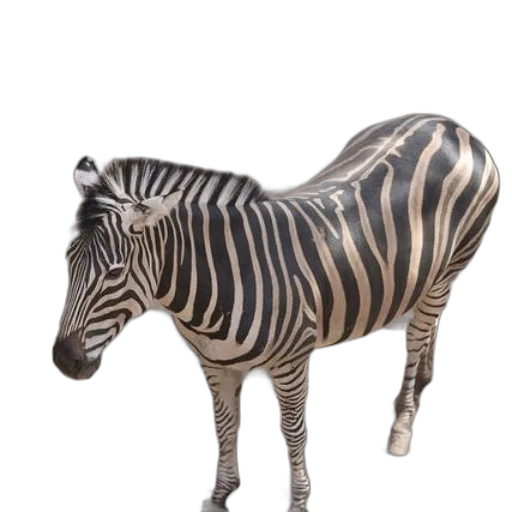 animal, creature, furniture, jewelry transparent PNG cut-out