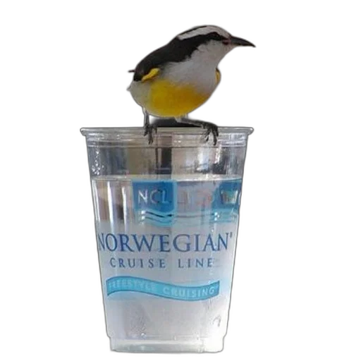 animal, bottle, food, 3d render transparent PNG cut-out