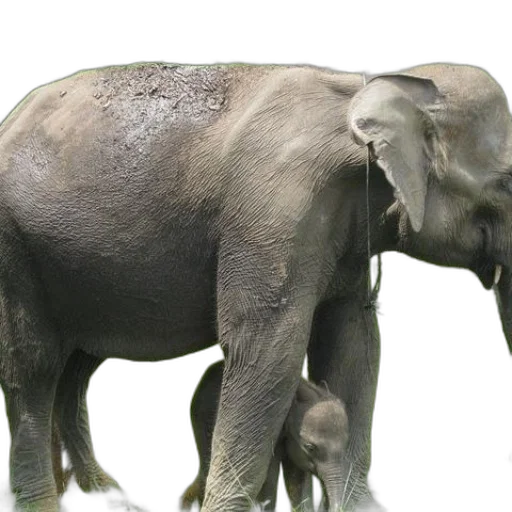 animal, creature, staff, photorealistic transparent PNG cut-out