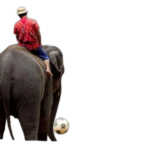 animal, hat, photorealistic, concept art transparent PNG cut-out