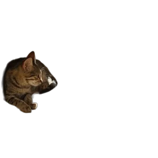 animal, staff, creature, hat transparent PNG cut-out